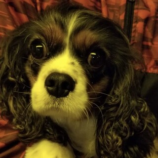 キャバリア　５才　女の子