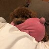 パパヤマ