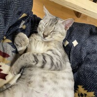 銀太郎