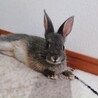 emi.rabbit