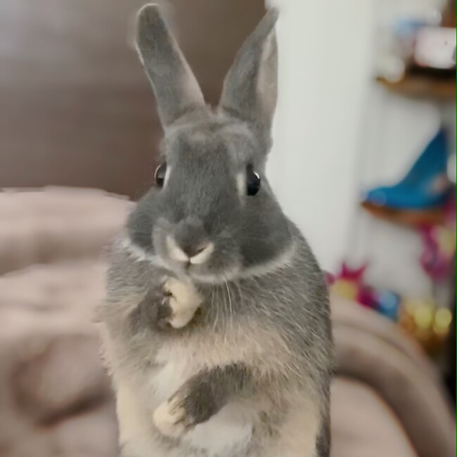 emi.rabbitのカバー写真