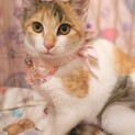 花ちゃん(仮)   〜兄妹で保護〜