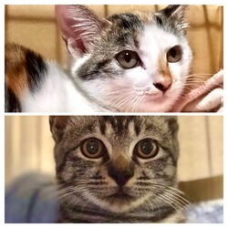 猫の譲渡会 サムネイル2