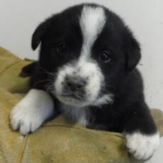 里親様に迎えられました。子犬♂192