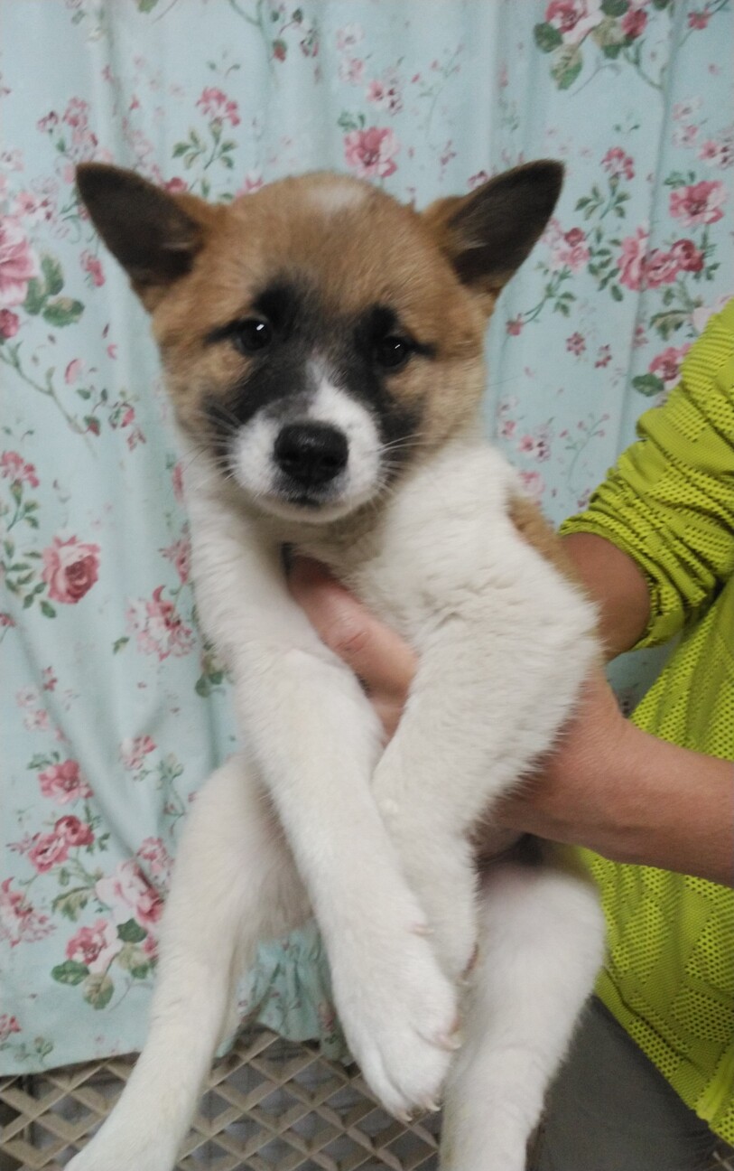 未だ小さい可愛い子です 東京都 犬の里親募集 ペットのおうち 月間利用者150万人