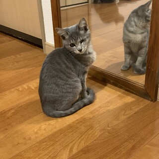 片眼ちゃんグレーのねこちゃん