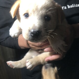 お願いします！