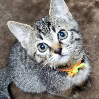 かわいいじみ～ず♡よんこちゃん