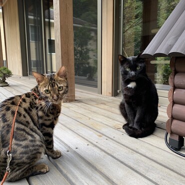 家猫ラッキーと地域猫ミヌの2ショット