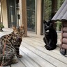 家猫ラッキーと地域猫ミヌの2ショット