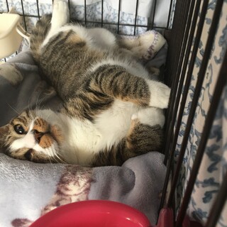 性格花丸◎のキジ白の男の子ムー君