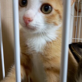 くるくるお目々の可愛い子です。