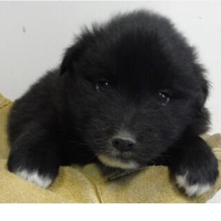 里親様に迎えられました。。子犬♂193