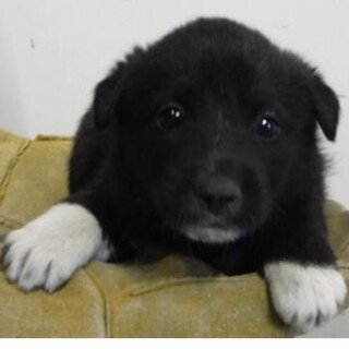里親様に迎えられました。子犬♀194