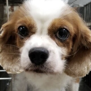 キャバリア女の子