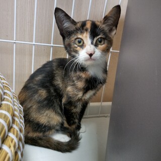 凛とした綺麗な三毛猫です。