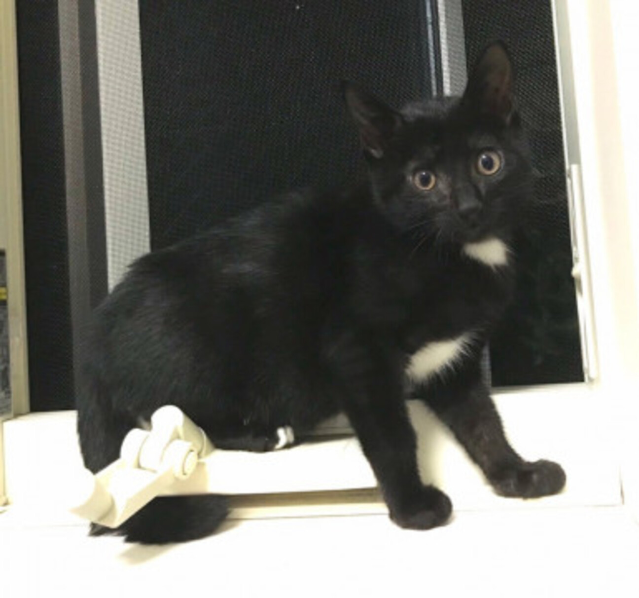可愛いゴロゴロ黒猫 グラくん 東京都 猫の里親募集 ペットのおうち 月間利用者150万人