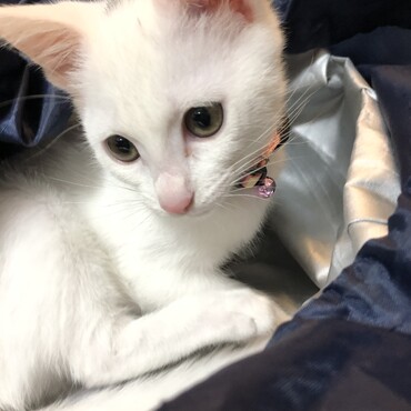初めての首輪