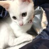 初めての首輪