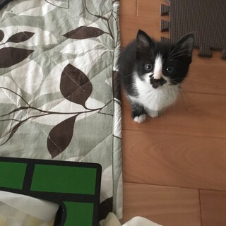 ハチワレ子猫の里親募集！トライアル決定！