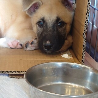 ‹ 一時停止中›生粋の野犬っ子(行政より保護)