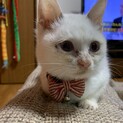 しっぽだけ黒い白猫　1.5ヶ月
