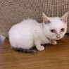 しっぽだけ黒い白猫　1.5ヶ月 サムネイル2