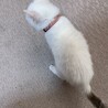 しっぽだけ黒い白猫　1.5ヶ月 サムネイル3