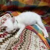 しっぽだけ黒い白猫　1.5ヶ月 サムネイル4
