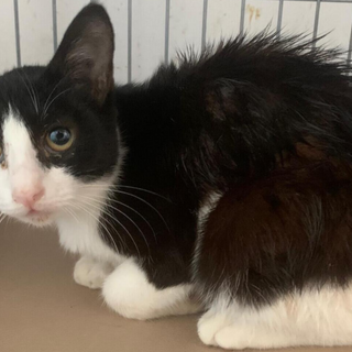 譲渡されました。