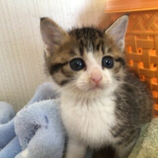 可愛いお顔の男の子　翔