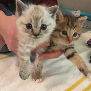 麻呂君【どうもありがとうございました。】