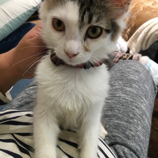 メインクーン♀5ヶ月銀ちゃん