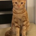 一旦募集をストップさせていただきます
