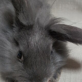 雑種の子うさぎ そらちゃん