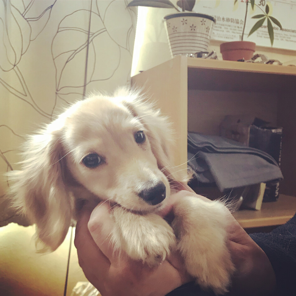 Latteのカバー写真