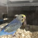 セキセイインコ オス
