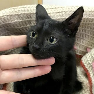 ✨黒猫さま専用ページ✨ 黒猫つくねちゃん太しっぽ on X: 