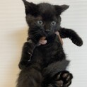 【小平市】おチビな黒猫モモエちゃん　募集停止