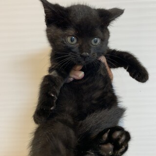 【小平市】おチビな黒猫モモエちゃん　募集停止