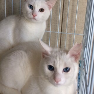 白猫姉妹　6ヶ月　トライアル決定