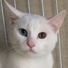 白猫姉妹　6ヶ月　トライアル決定 サムネイル2