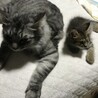 真似っこ
