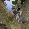 木登り