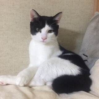 ハチワレ男子　6ヶ月　11/14岸和田里親会参加