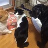 ハチワレ男子　6ヶ月　11/14岸和田里親会参加 サムネイル2