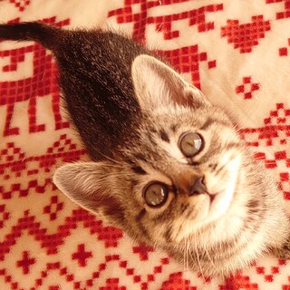 可愛くおねだりなカルラちゃん