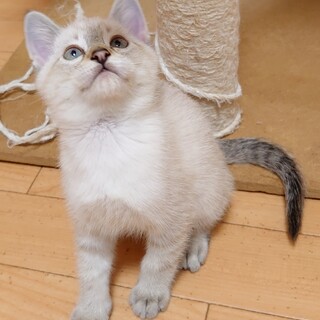 やんちゃ盛りのニコロ君