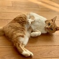 【ミニサイズ甘えん坊】いじめられがち控え目の茶白