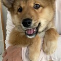 優しさ満点！笑顔が可愛いシーちゃん